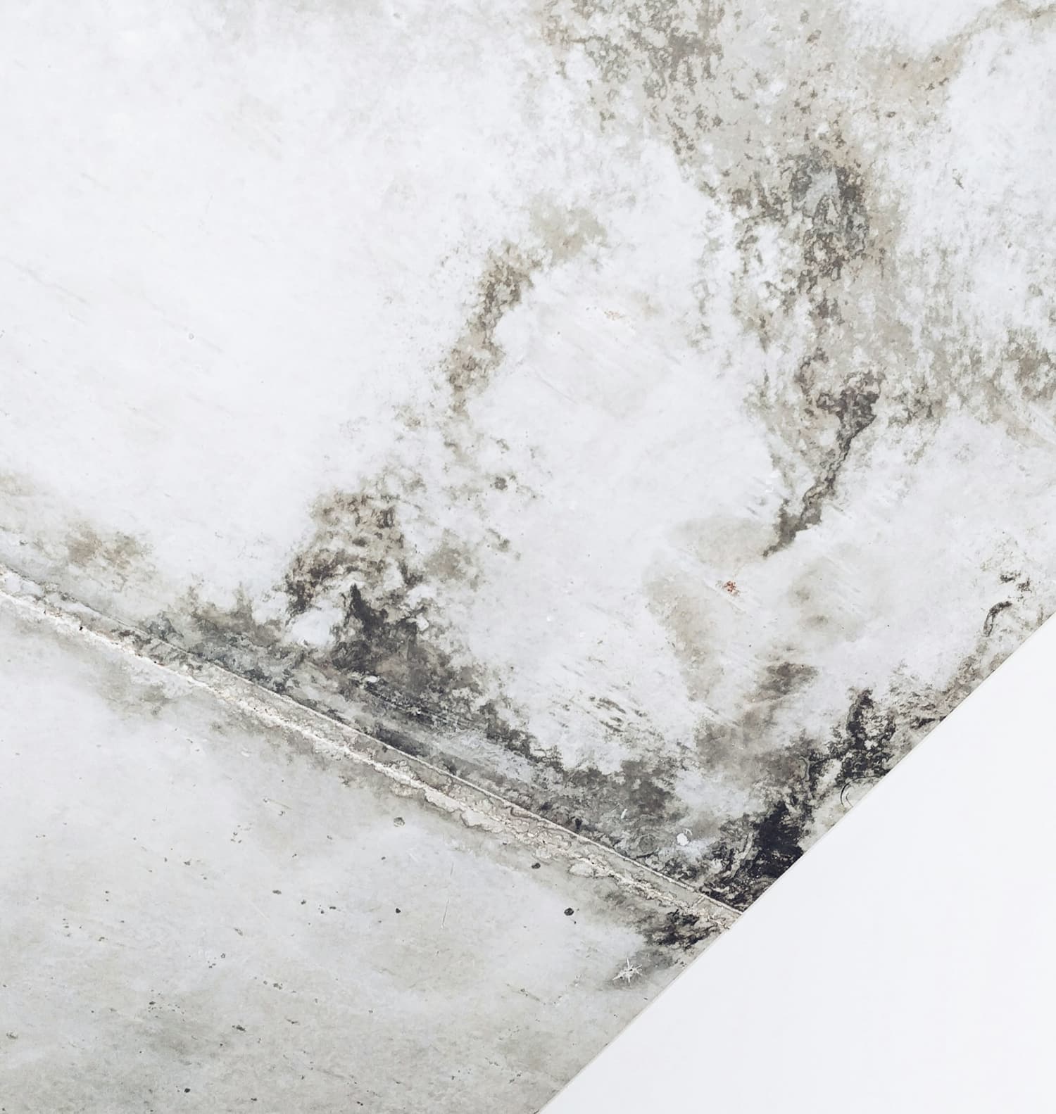 Dark mold spreading along the corner where a wall meets the ceiling